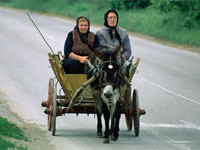 Donkey and cart