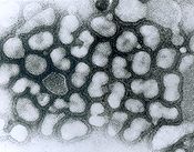 Influenza Type A Virus