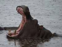 Hippo yawning