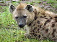 Hyena