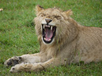 Lioness Yawning