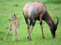 Topi and day old youngster