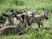 Bat-eared foxes