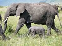 elephant and two week old baby