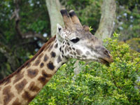 Giraffe browsing