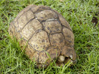 Leopard tortoise