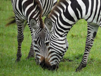 Two zebra heads