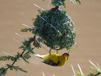 Weaver bird