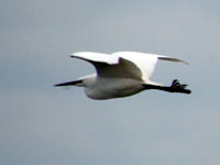 Little Egret