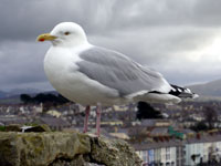 Seagull on Caernarfon Castle