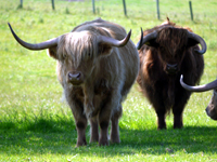 Highland Cattle