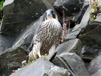 Peregrin Falcon