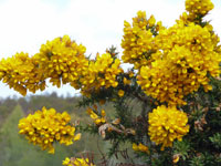 Gorse