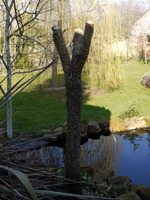 Cordyline after winter