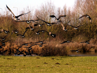 Flying Geese