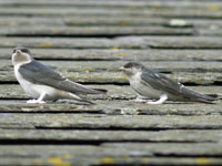 House Martins