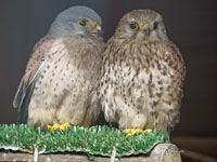 Kestrels