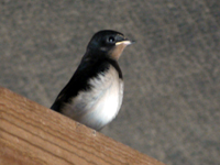 Swallow Brood