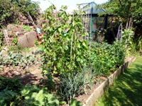 Vegetable Plot